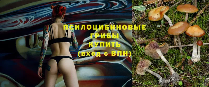 как найти закладки  Агрыз  Псилоцибиновые грибы Cubensis 